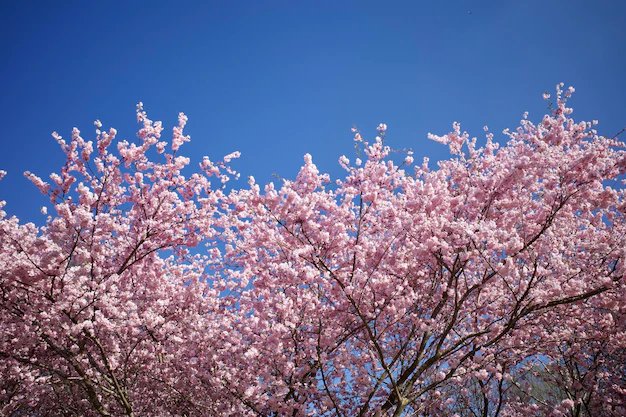 🌸 이시베 벚꽃 (구 이시베 저택 터) 이미지 8